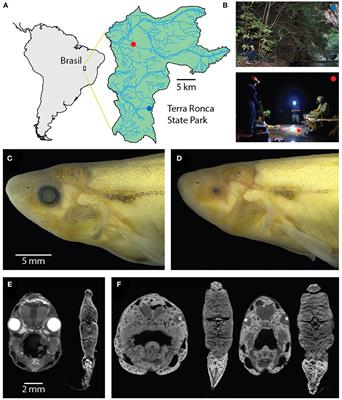 Spooky Interaction at a Distance in Cave and Surface Dwelling Electric Fishes
